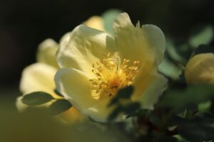 rose, gold yellow rose, rosa xanthina, blossom, bloom, petals, rose bush, stamens, rose flower, incidence of light, bloom, rose blossom, yellow, bright