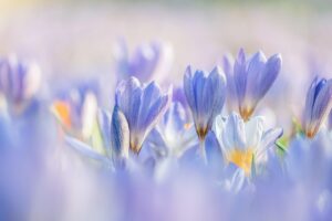 crocuses, flowers, plants, purple flowers, petals, bloom, spring flower, beginning of spring, beautiful flowers, flower background, early bloomer, harbinger of spring, flower wallpaper, spring blossoms, spring awakening, nature