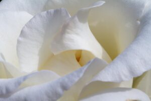 rose, rose flower, flower wallpaper, white, blossom, bloom, flower background, nature, bloom, beauty, beautiful flowers, rose blossom, flower, rose petals