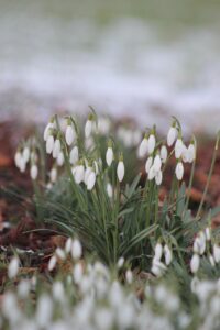 flower, snowdrop, flower background, spring, beautiful flowers, beginning of spring, close up, flower wallpaper, nature, signs of spring